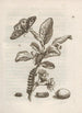 La merveilleuse transformation des chenilles et leur étrange nourriture florale Pl014 - Maria Sibylla Merian — widok dzieła