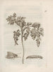 La merveilleuse transformation des chenilles et leur étrange nourriture florale Pl017 - Maria Sibylla Merian — widok dzieła