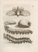 La merveilleuse transformation des chenilles et leur étrange nourriture florale Pl018 - Maria Sibylla Merian — widok dzieła