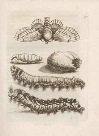 Maria Sibylla Merian - Der Raupen wunderbare Verwandelung und sonderbare BlumenNahrung Pl018.webp