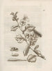 La merveilleuse transformation des chenilles et leur étrange nourriture florale Pl021 - Maria Sibylla Merian — widok dzieła