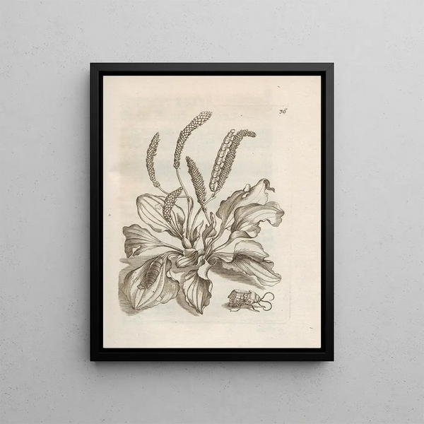 Maria Sibylla Merian - Der Raupen wunderbare Verwandelung und sonderbare BlumenNahrung Pl037.webp