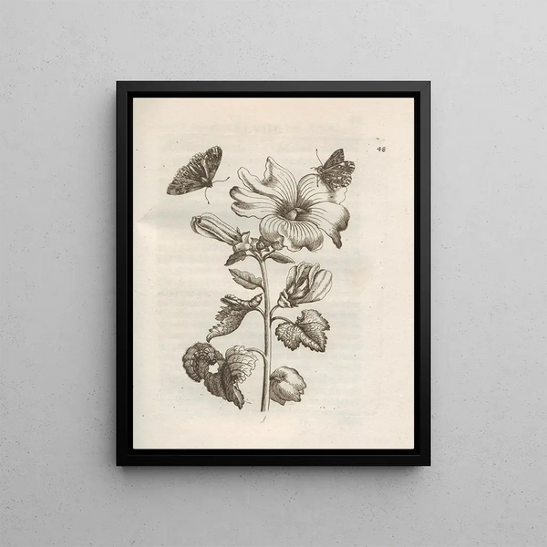 Maria Sibylla Merian - Der Raupen wunderbare Verwandelung und sonderbare BlumenNahrung Pl049.webp