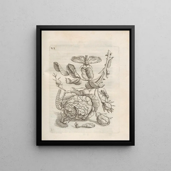 Maria Sibylla Merian - Der Raupen wunderbare Verwandelung und sonderbare BlumenNahrung Pl057.webp