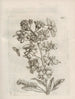 Mirakulownej przemiany gąsienic i dziwnego pożywienia kwiatów Pl066 - Maria Sibylla Merian — widok dzieła