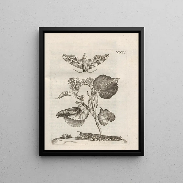Maria Sibylla Merian - Der Raupen wunderbare Verwandelung und sonderbare BlumenNahrung Pl075.webp