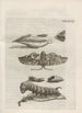 La merveilleuse transformation des chenilles et leur étrange nourriture florale Pl088 - Maria Sibylla Merian — widok dzieła