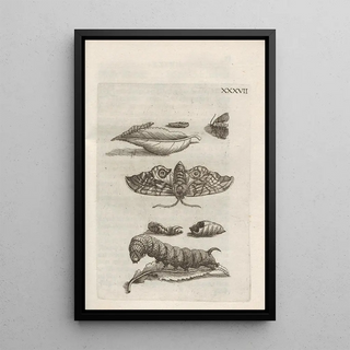 Maria Sibylla Merian - Der Raupen wunderbare Verwandelung und sonderbare BlumenNahrung Pl088.webp