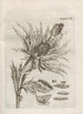 La merveilleuse transformation des chenilles et leur étrange nourriture florale Pl089 - Maria Sibylla Merian — widok dzieła