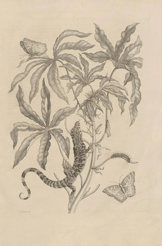 Maria Sibylla Merian - Dissertatio de generatione et metamorphosibus insectorum surinamensium Pl04.webp