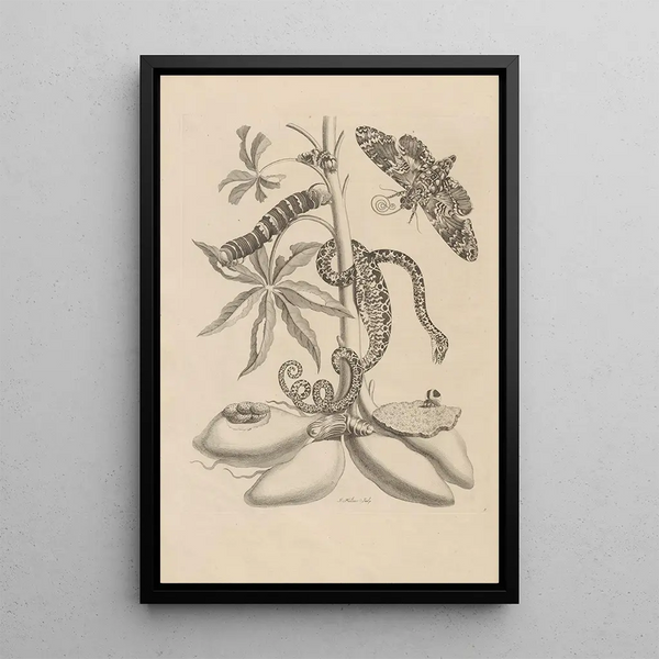 Maria Sibylla Merian - Dissertatio de generatione et metamorphosibus insectorum surinamensium Pl05.webp