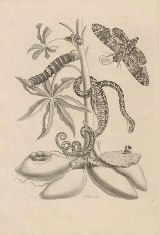 Maria Sibylla Merian - Dissertatio de generatione et metamorphosibus insectorum surinamensium Pl05.webp