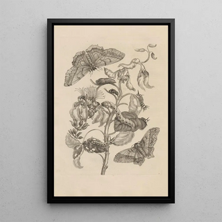 Maria Sibylla Merian - Dissertatio de generatione et metamorphosibus insectorum surinamensium Pl11.webp