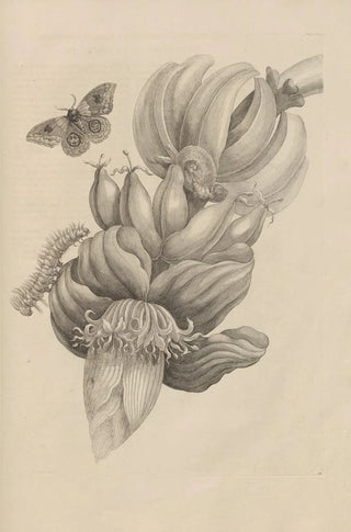 Maria Sibylla Merian - Dissertatio de generatione et metamorphosibus insectorum surinamensium Pl12.webp