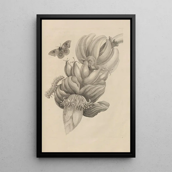 Maria Sibylla Merian - Dissertatio de generatione et metamorphosibus insectorum surinamensium Pl12.webp