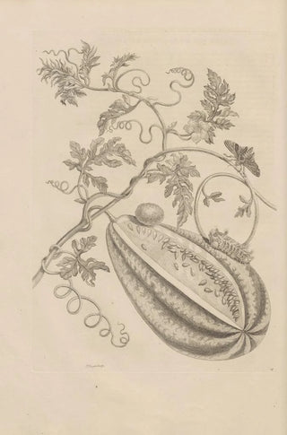 Maria Sibylla Merian - Dissertatio de generatione et metamorphosibus insectorum surinamensium Pl15.webp