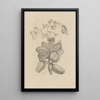 Maria Sibylla Merian - Dissertatio de generatione et metamorphosibus insectorum surinamensium Pl16.webp