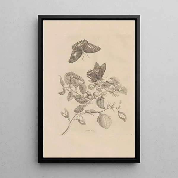 Maria Sibylla Merian - Dissertatio de generatione et metamorphosibus insectorum surinamensium Pl17.webp