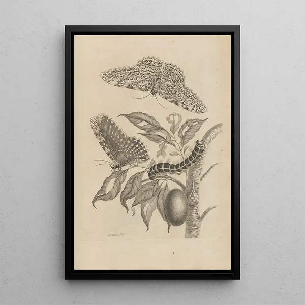 Maria Sibylla Merian - Dissertatio de generatione et metamorphosibus insectorum surinamensium Pl20.webp