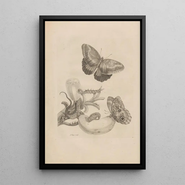 Maria Sibylla Merian - Dissertatio de generatione et metamorphosibus insectorum surinamensium Pl23.webp