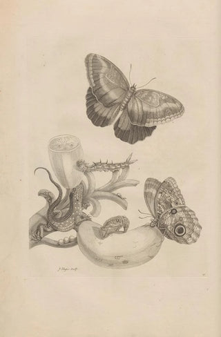 Maria Sibylla Merian - Dissertatio de generatione et metamorphosibus insectorum surinamensium Pl23.webp