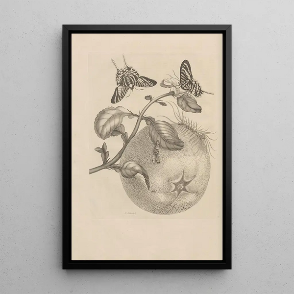 Maria Sibylla Merian - Dissertatio de generatione et metamorphosibus insectorum surinamensium Pl29.webp