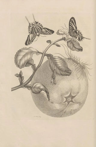Maria Sibylla Merian - Dissertatio de generatione et metamorphosibus insectorum surinamensium Pl29.webp