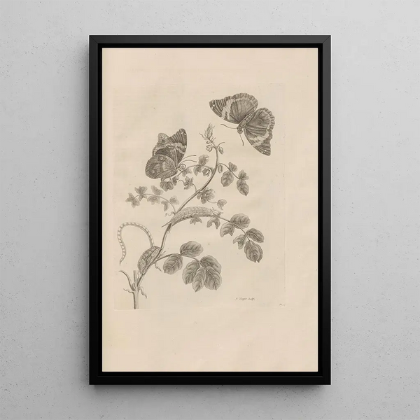 Maria Sibylla Merian - Dissertatio de generatione et metamorphosibus insectorum surinamensium Pl32.webp