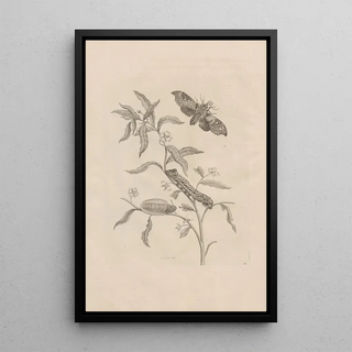 Maria Sibylla Merian - Dissertatio de generatione et metamorphosibus insectorum surinamensium Pl39.webp