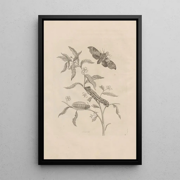 Maria Sibylla Merian - Dissertatio de generatione et metamorphosibus insectorum surinamensium Pl39.webp