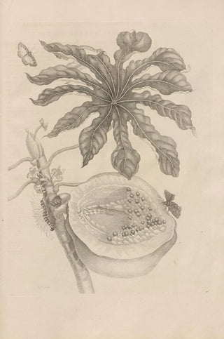 Maria Sibylla Merian - Dissertatio de generatione et metamorphosibus insectorum surinamensium Pl40.webp