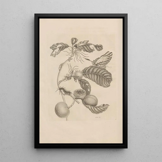 Maria Sibylla Merian - Dissertatio de generatione et metamorphosibus insectorum surinamensium Pl43.webp