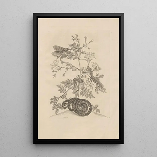 Maria Sibylla Merian - Dissertatio de generatione et metamorphosibus insectorum surinamensium Pl46.webp