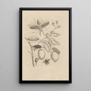 Maria Sibylla Merian - Dissertatio de generatione et metamorphosibus insectorum surinamensium Pl48.webp