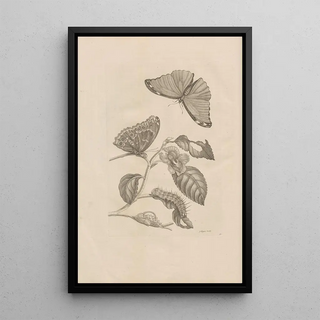 Maria Sibylla Merian - Dissertatio de generatione et metamorphosibus insectorum surinamensium Pl53.webp