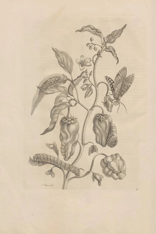 Maria Sibylla Merian - Dissertatio de generatione et metamorphosibus insectorum surinamensium Pl55.webp