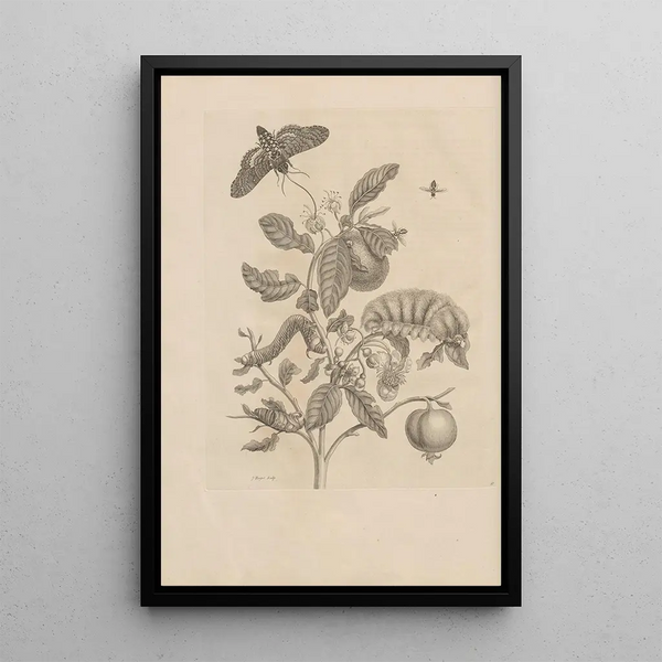 Dissertatio de generatione et metamorphoses des insectes surinamens Pl57 - Maria Sibylla Merian — oprawiony obraz na ścianie