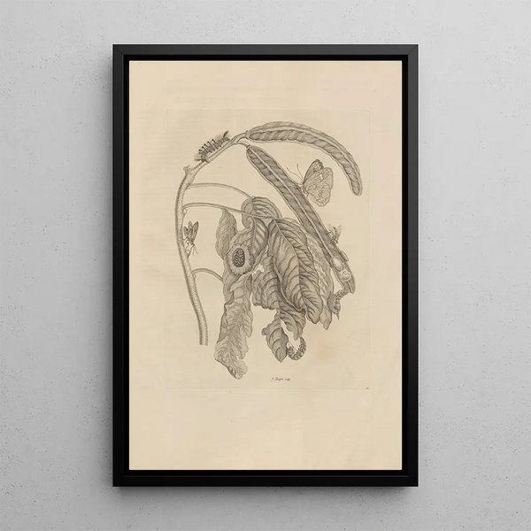 Dissertatio de generatione et metamorphoses des insectes surinamens Pl58 - Maria Sibylla Merian — oprawiony obraz na ścianie