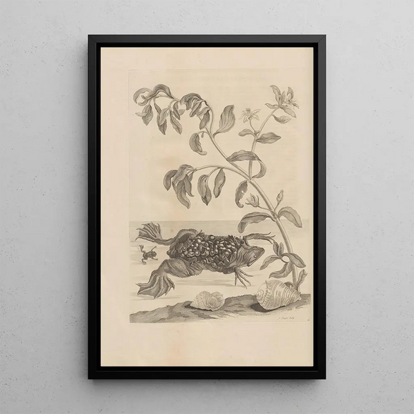 Dissertatio de generatione et metamorphoses des insectes surinamens Pl59 - Maria Sibylla Merian — oprawiony obraz na ścianie