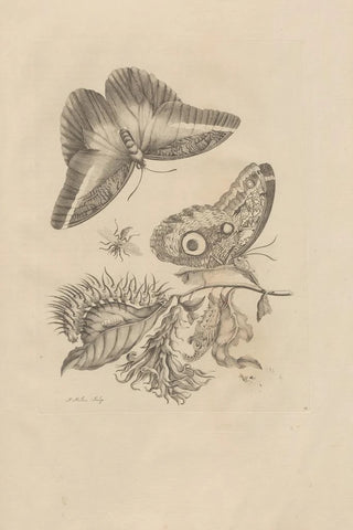Maria Sibylla Merian - Dissertatio de generatione et metamorphosibus insectorum surinamensium Pl60.webp
