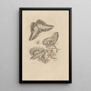 Maria Sibylla Merian - Dissertatio de generatione et metamorphosibus insectorum surinamensium Pl60.webp