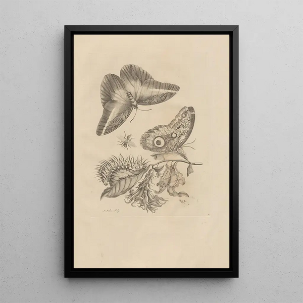 Dissertatio de generatione et metamorphoses des insectes surinamens Pl60 - Maria Sibylla Merian — oprawiony obraz na ścianie