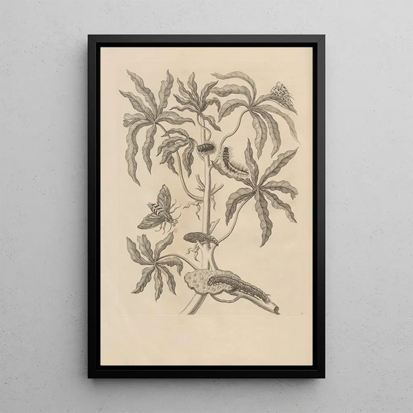 Dissertatio de generatione et metamorphoses des insectes surinamens Pl61 - Maria Sibylla Merian — oprawiony obraz na ścianie