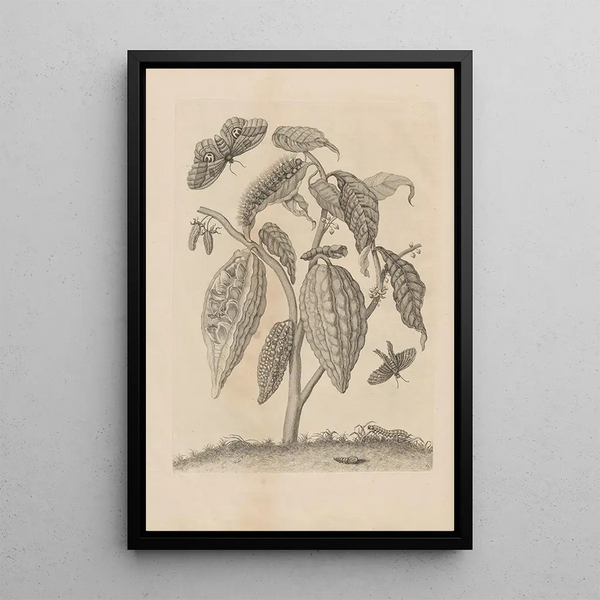 Dissertatio de generatione et metamorphoses des insectes surinamens Pl63 - Maria Sibylla Merian — oprawiony obraz na ścianie