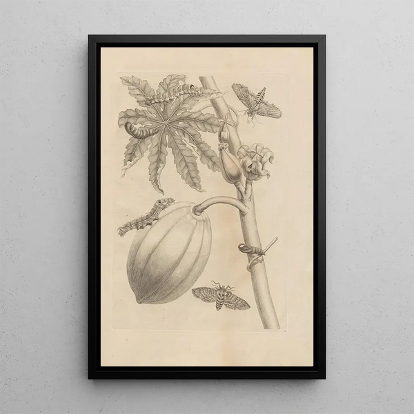 Dissertatio de generatione et metamorphoses des insectes surinamens Pl64 - Maria Sibylla Merian — oprawiony obraz na ścianie