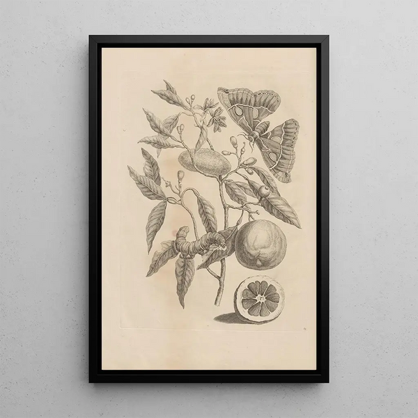 Dissertatio de generatione et metamorphoses des insectes surinamens Pl65 - Maria Sibylla Merian — oprawiony obraz na ścianie