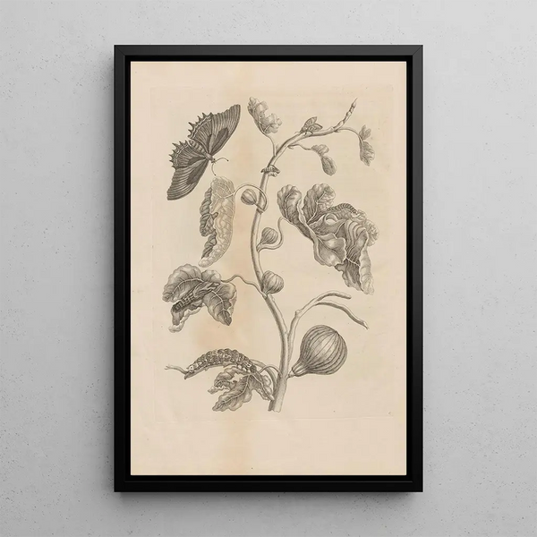 Dissertatio de generatione et metamorphoses des insectes surinamens Pl67 - Maria Sibylla Merian — oprawiony obraz na ścianie
