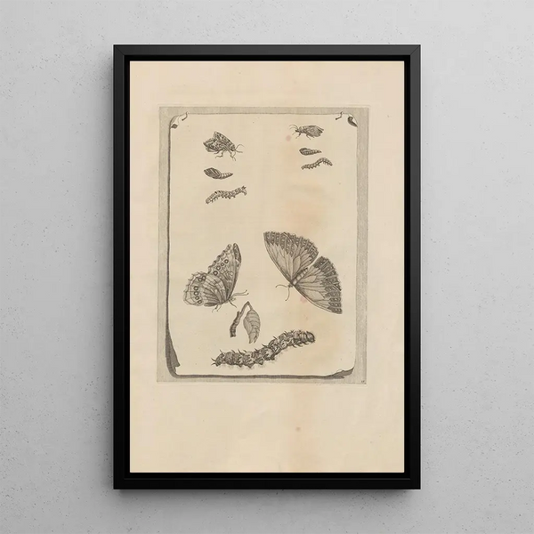 Dissertatio de generatione et metamorphoses des insectes surinamens Pl68 - Maria Sibylla Merian — oprawiony obraz na ścianie