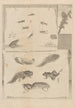 Dissertatio de generatione et metamorphosibus insectorum surinamensium Pl71 - Maria Sibylla Merian — widok dzieła