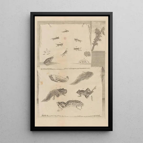 Dissertatio de generatione et metamorphosibus insectorum surinamensium Pl71 - Maria Sibylla Merian — oprawiony obraz na ścianie